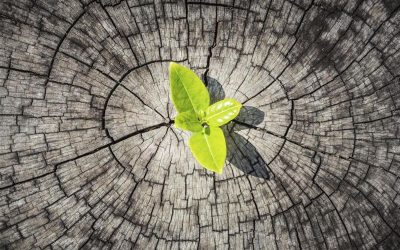 Resiliencia en el aula